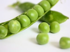 GUISANTE INDUSTRIAL - NURIMAR