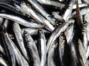 BOQUERON M - NURIMAR