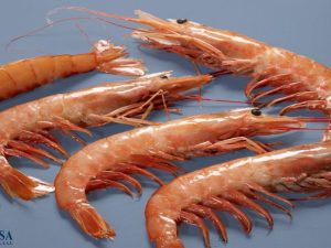 GAMBON Nº1 BORDO NOS