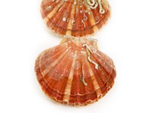 VIEIRA ENTERA 4/6 - ALIGATOR