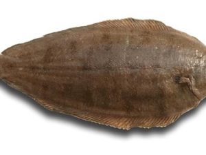 LENGUADO HOLANDES Nº2 300/500