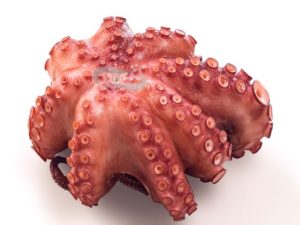 PULPO COCIDO - ANCAVICO