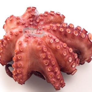 Pulpo