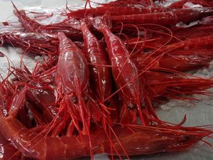 CARABINERO Nº 0 BORDO (CABEZAS)