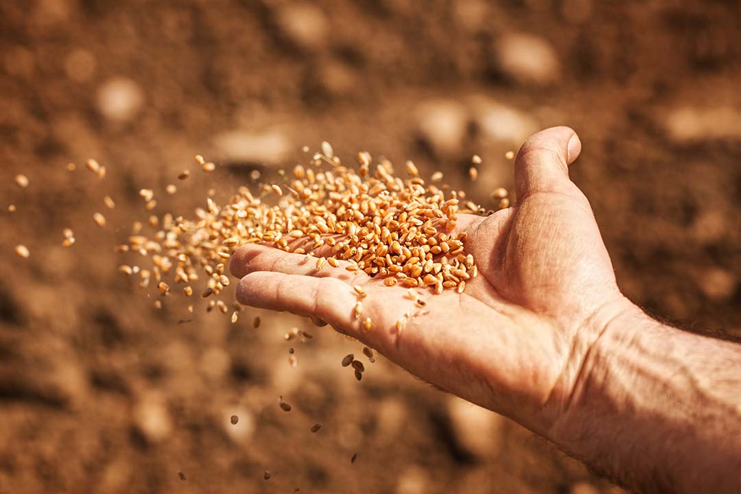 Alimentos congelados sin gluten